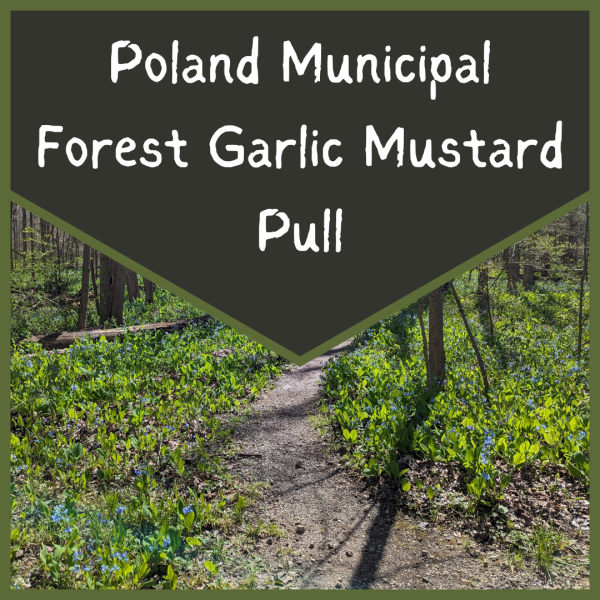 Poland Woods Garlic Mustard Pull