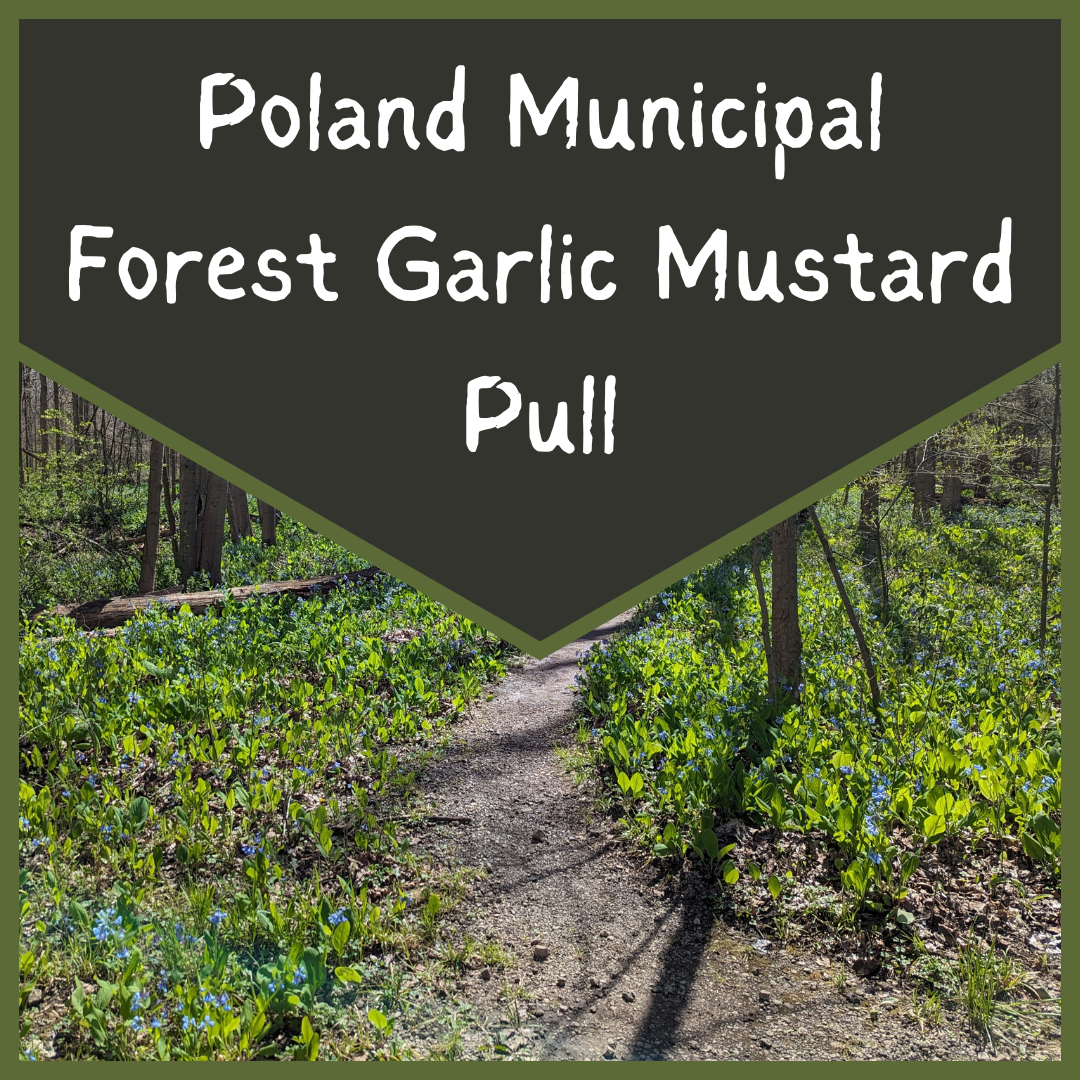 Poland+Woods+Garlic+Mustard+Pull